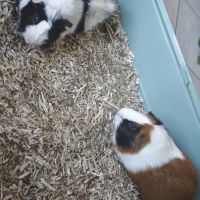 Cochons d'inde mâles #5