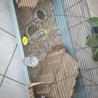 Cochons d'inde mâles #7