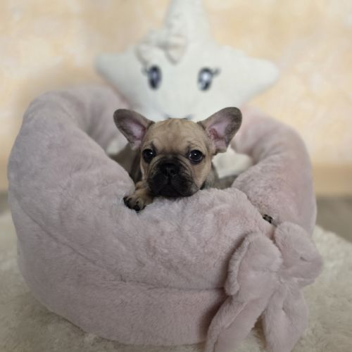 Chiots bouledogue français noir, noirblanc, bringé #2