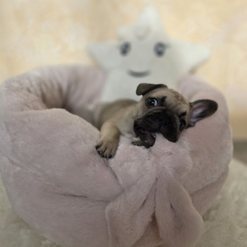 Chiots bouledogue français noir, noirblanc, bringé #3