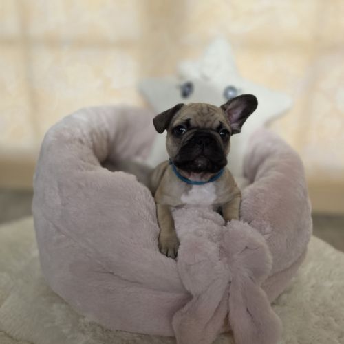 Chiots bouledogue français noir, noirblanc, bringé #4