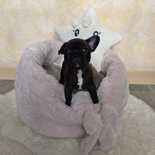 Chiots bouledogue français noir, noirblanc, bringé #5