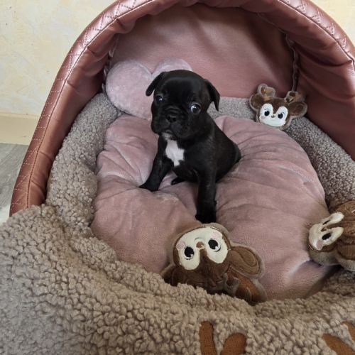 Chiots bouledogue français noir, noirblanc, bringé #6