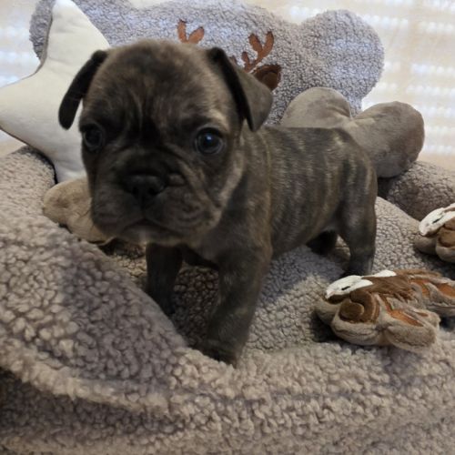 Chiots bouledogue français noir, noirblanc, bringé #0