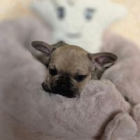 Chiots bouledogue français noir, noirblanc, bringé #1