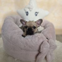 Chiots bouledogue français noir, noirblanc, bringé #2