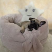 Chiots bouledogue français noir, noirblanc, bringé #3