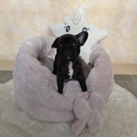 Chiots bouledogue français noir, noirblanc, bringé #5