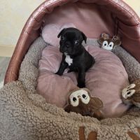 Chiots bouledogue français noir, noirblanc, bringé #6