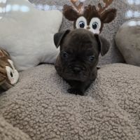 Chiots bouledogue français noir, noirblanc, bringé #7