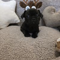 Chiots bouledogue français noir, noirblanc, bringé #8