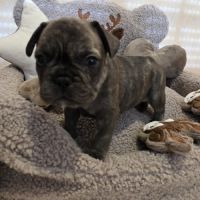 Chiots bouledogue français noir, noirblanc, bringé