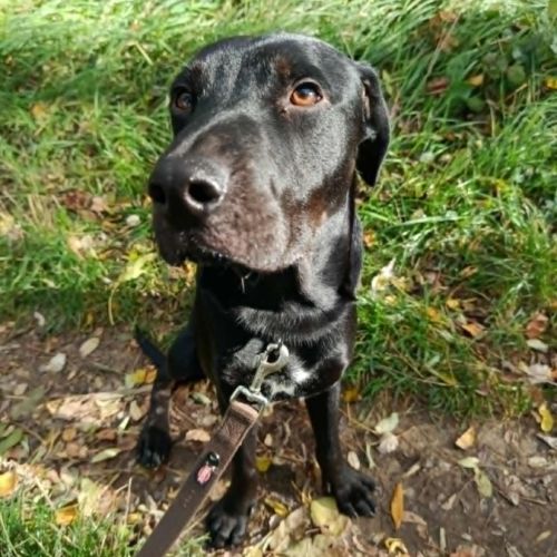 Chien hades à l adoption #0