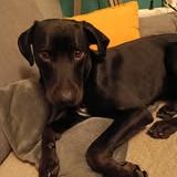 Chien hades à l adoption #2