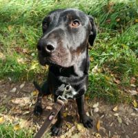 Chien hades à l adoption