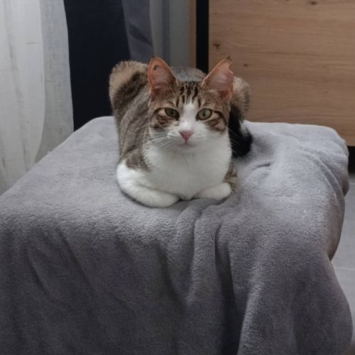 Chat bella à l adoption