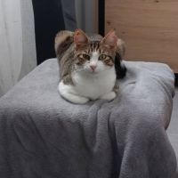 Chat bella à l adoption #0