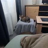 Chat bella à l adoption #2