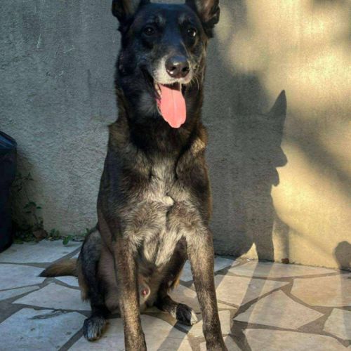 Chien rico à l adoption #0