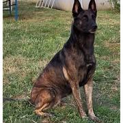 Chien orca à l adoption #2