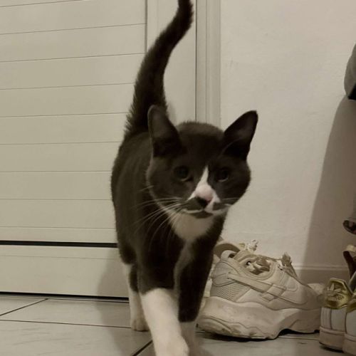 Mijota chatte adulte