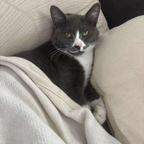 Mijota chatte adulte #3