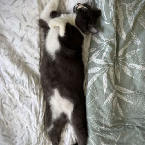 Mijota chatte adulte #4