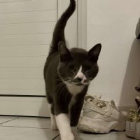 Mijota chatte adulte