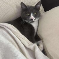 Mijota chatte adulte #3