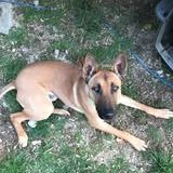 Chien veggo à l adoption #3