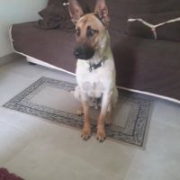 Chien veggo à l adoption