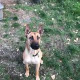 Chien veggo à l adoption #2