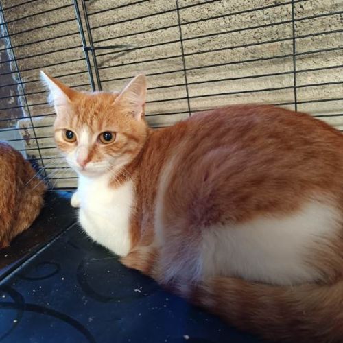 Arossa chatonne roux et blanc