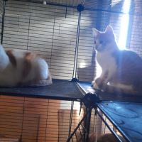 Arossa chatonne roux et blanc #1