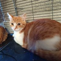 Arossa chatonne roux et blanc #0