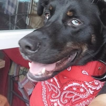 Chien valko à l adoption #0