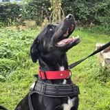 Chien valko à l adoption #2