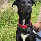 Chien valko à l adoption #3