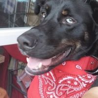 Chien valko à l adoption