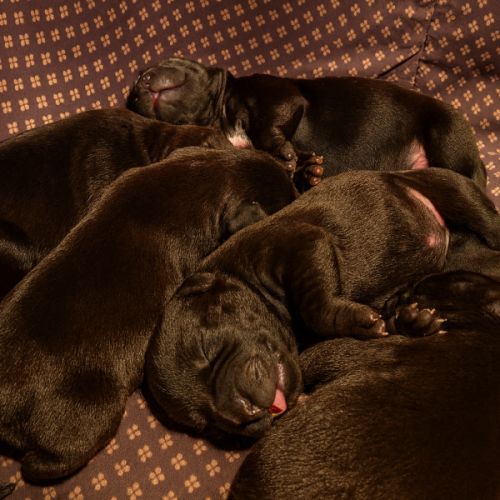 A réserver chiots staffie lof #1
