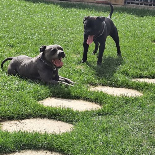 A réserver chiots staffie lof #5