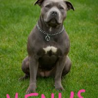 A réserver chiots staffie lof #0