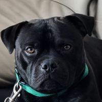 A réserver chiots staffie lof #3