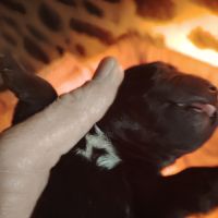 A réserver chiots staffie lof #4