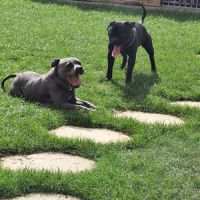 A réserver chiots staffie lof #5