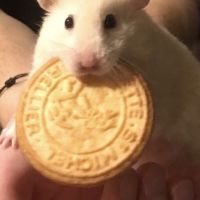 Hamster syrien femelle adulte | urgent