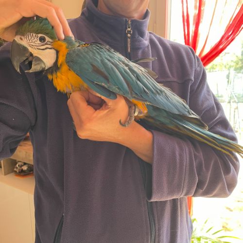 Perroquet ara bleu & jaune bébé #1