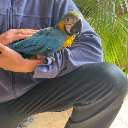 Perroquet ara bleu & jaune bébé