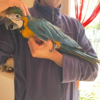 Perroquet ara bleu & jaune bébé #1