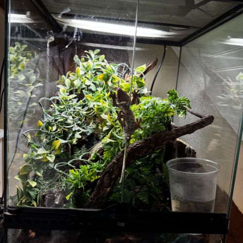 Gecko à crête - mâle - 4 ans #1